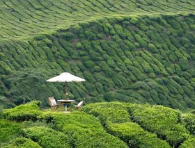 Cameron Highland Resort